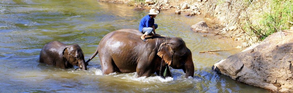Ethical Elephant Sanctuaries Around Chiang Mai