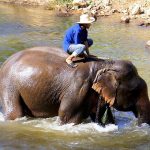Elephant in the forests near Chiang Mai, Thailand