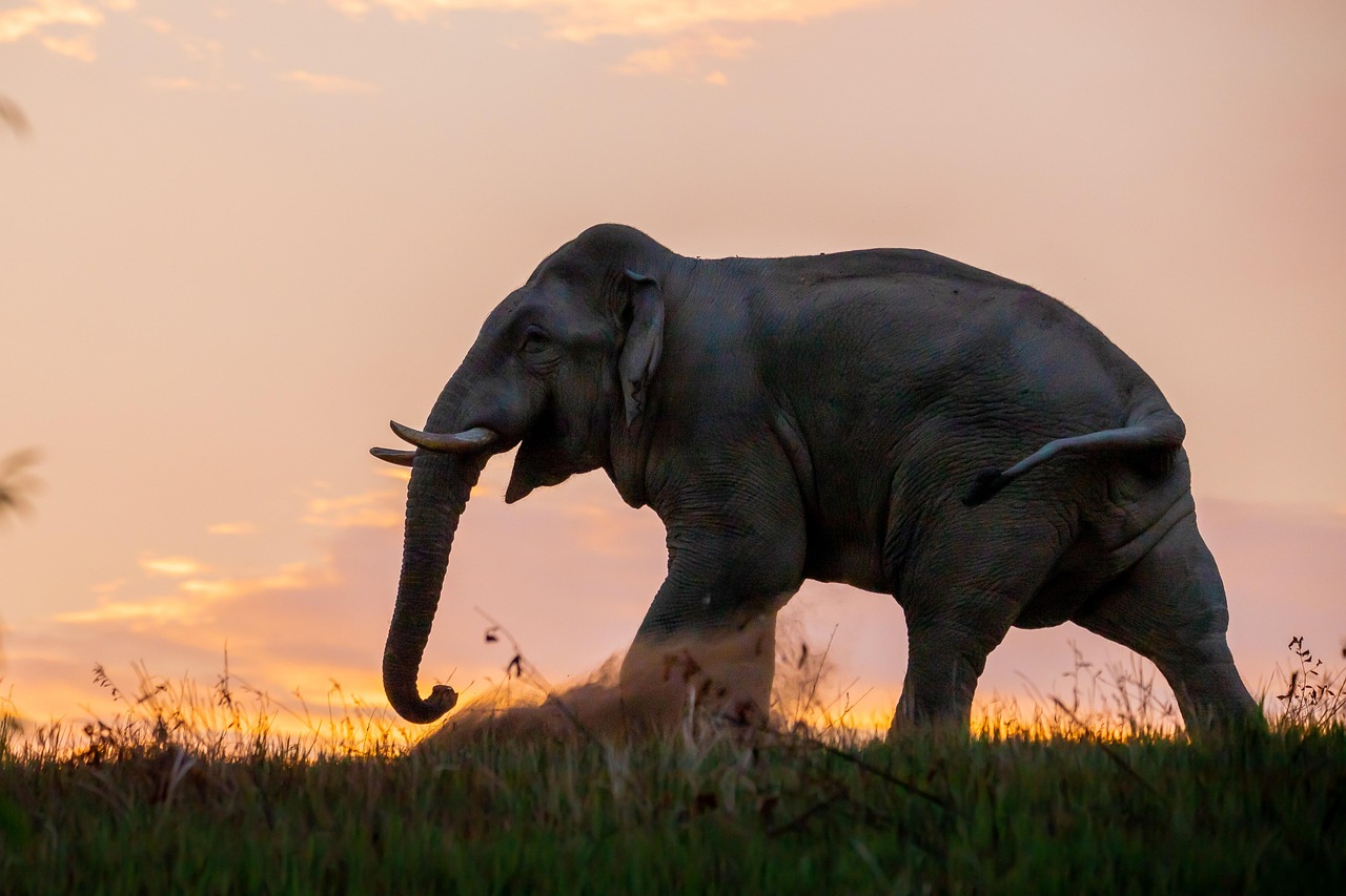 Elephant in the forests near Chiang Mai, Thailand