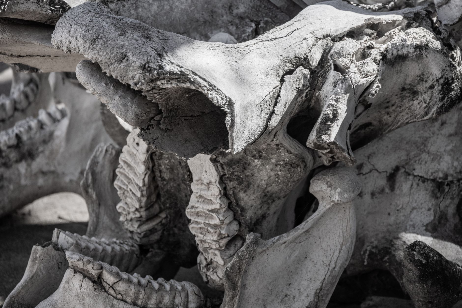 “1.5 tons of animal bones were found in a 17 thousand year old temple” News