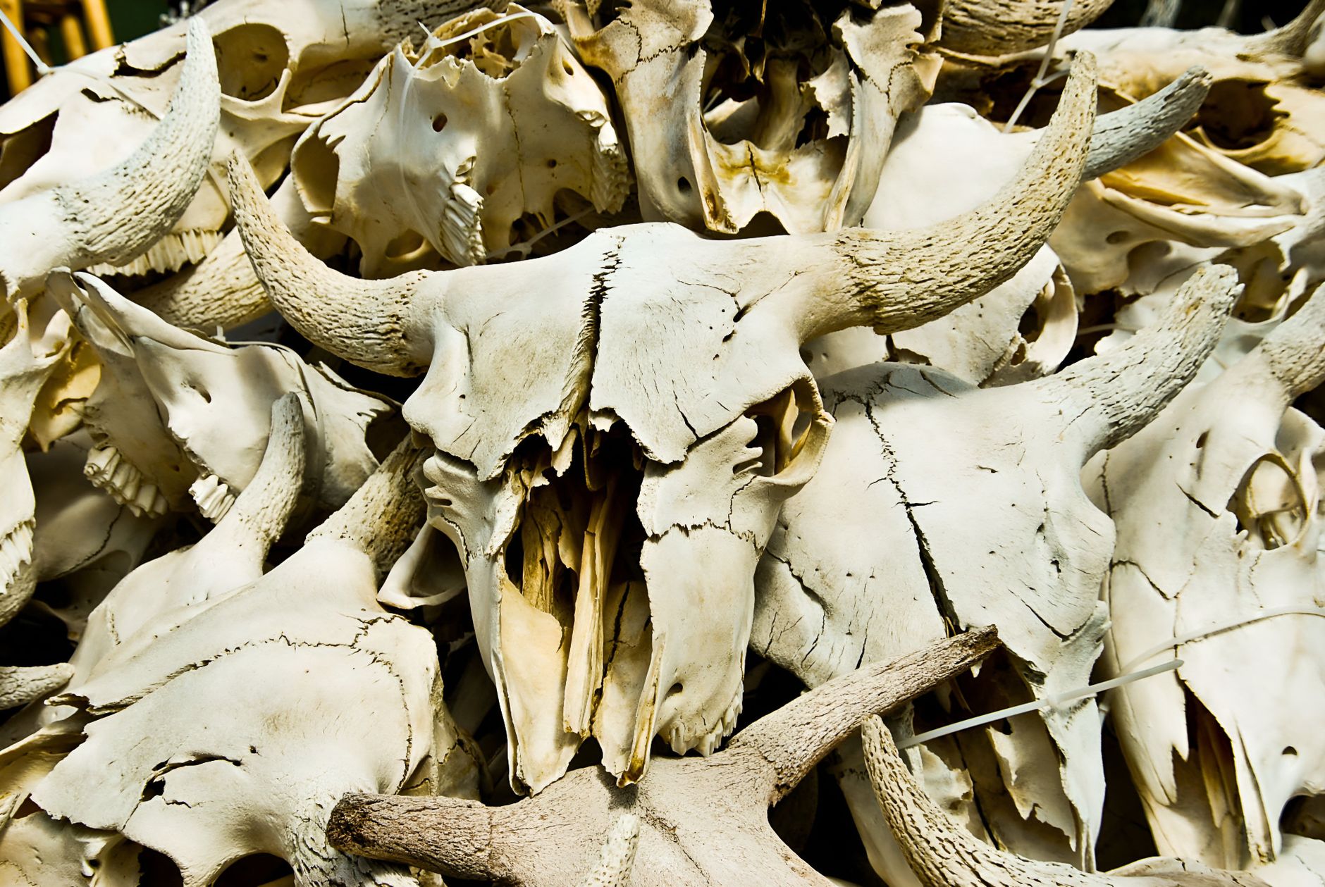 “1.5 tons of animal bones were found in a 17 thousand year old temple” News
