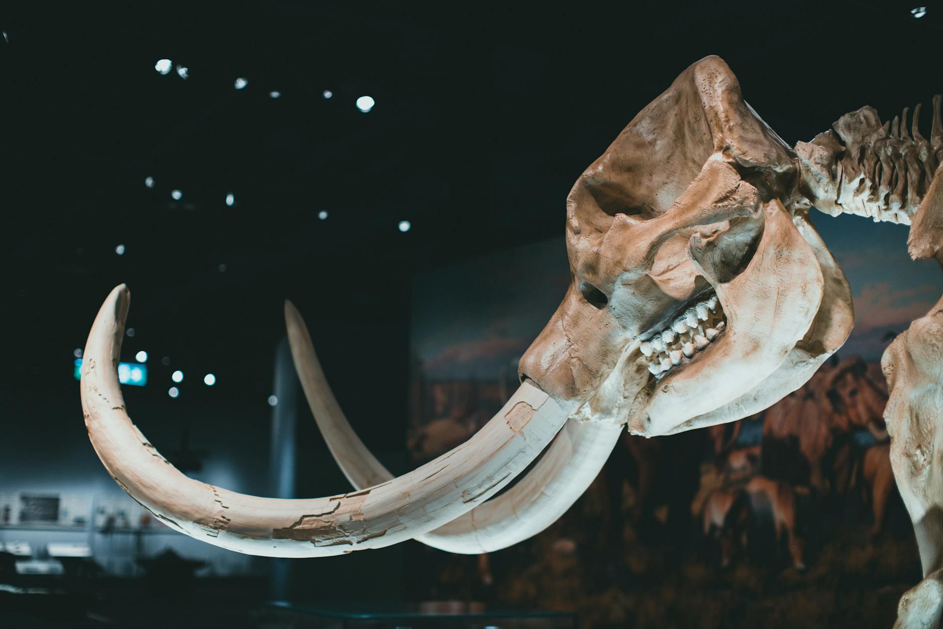 “1.5 tons of animal bones were found in a 17 thousand year old temple” News