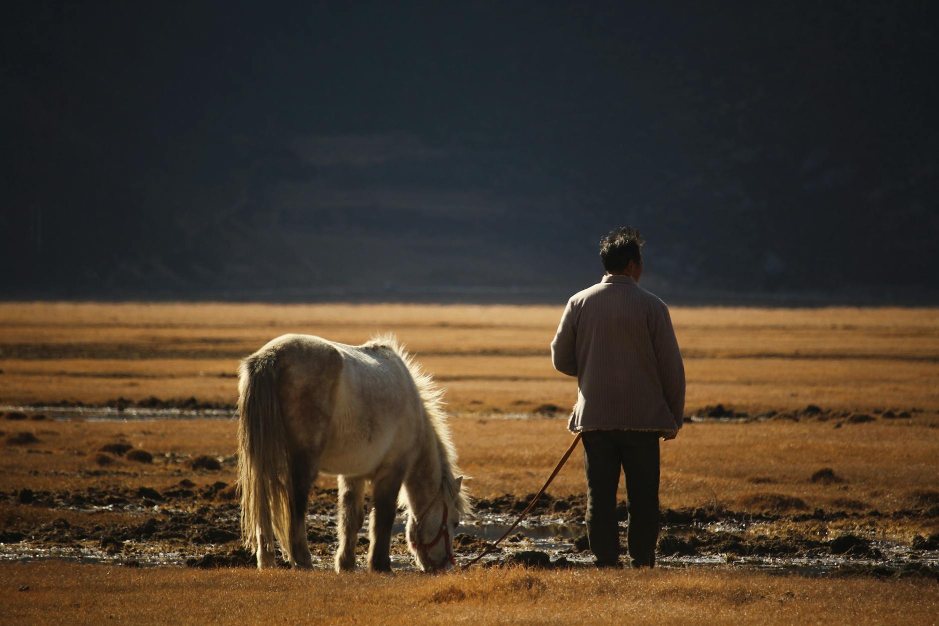 “2000-Year-Old Golden Horse Remains Found in China” News