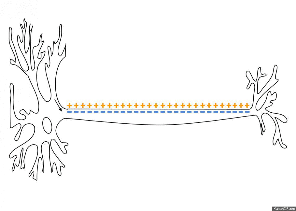 Animation of a neuron firing an action potential