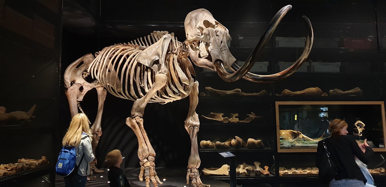 Mammoth skeleton of an extinct mammal
