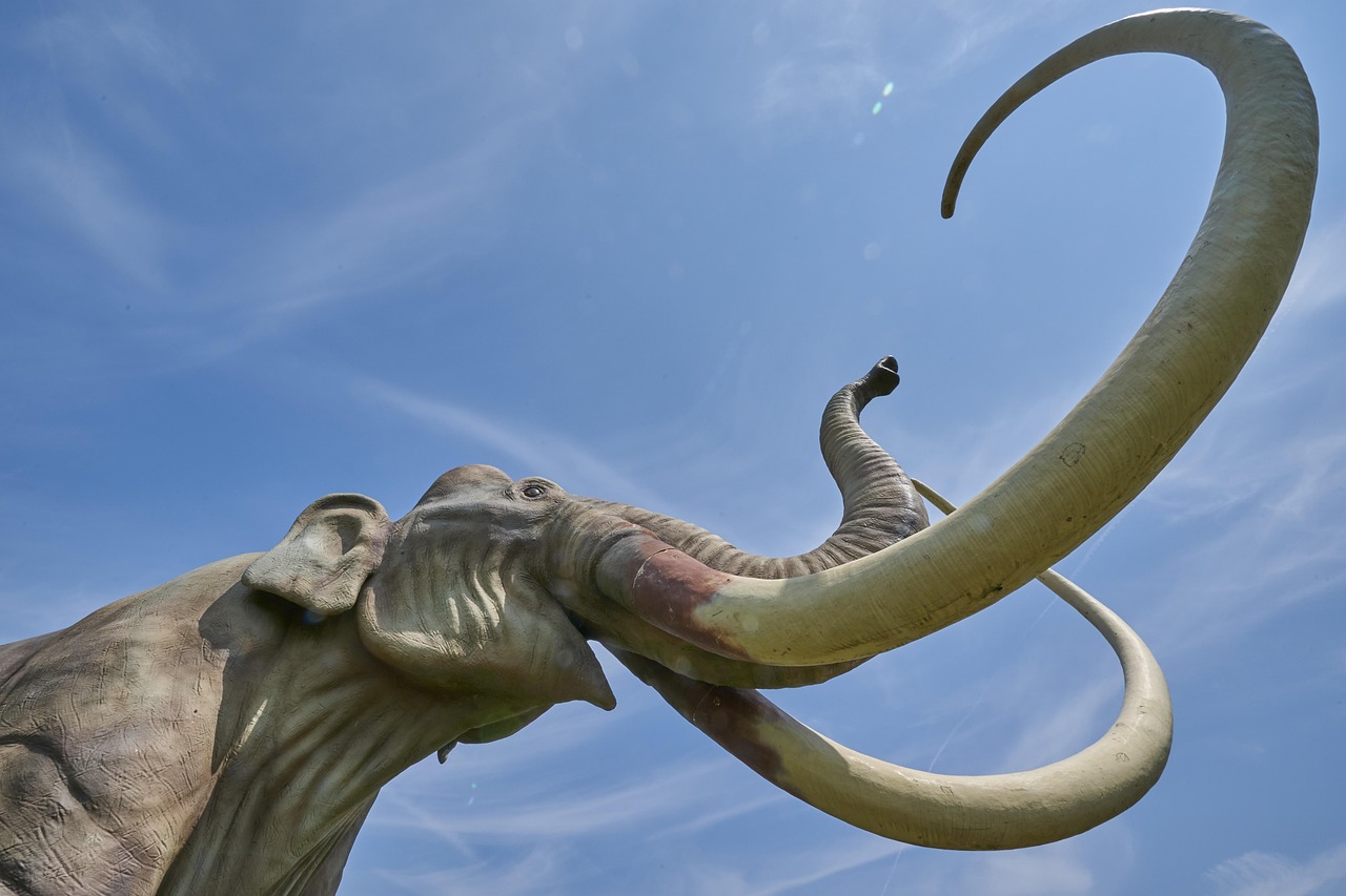 Mammoth tusk and remains