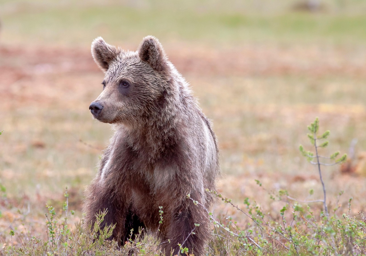 A brown bear in the forest; the bear held profound sacred significance in Ainu belief