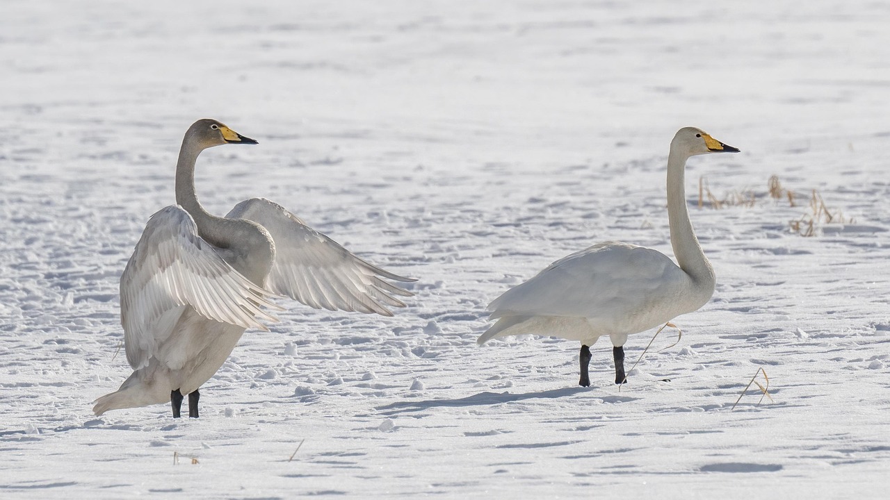 Whooper swans in Hokkaido, part of the rich northern Japanese natural world the Ainu lived within