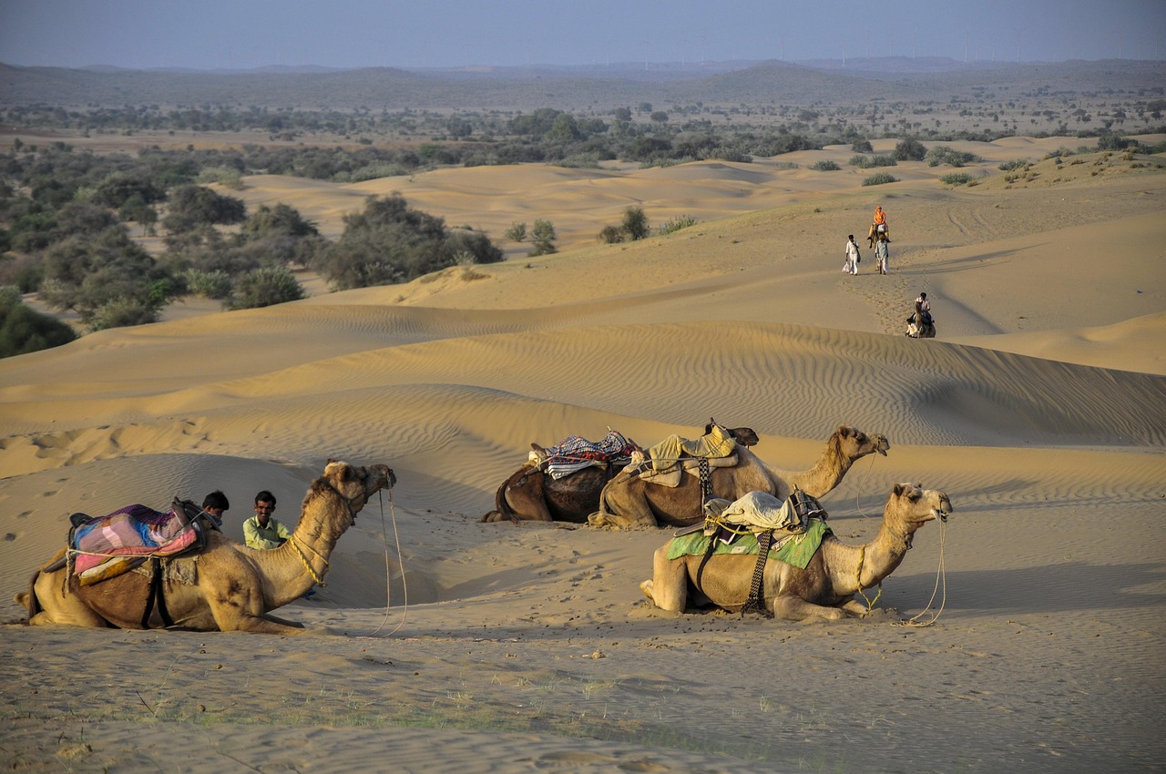 Camels in the desert, long tied to the caravan trade that crossed Amazigh lands