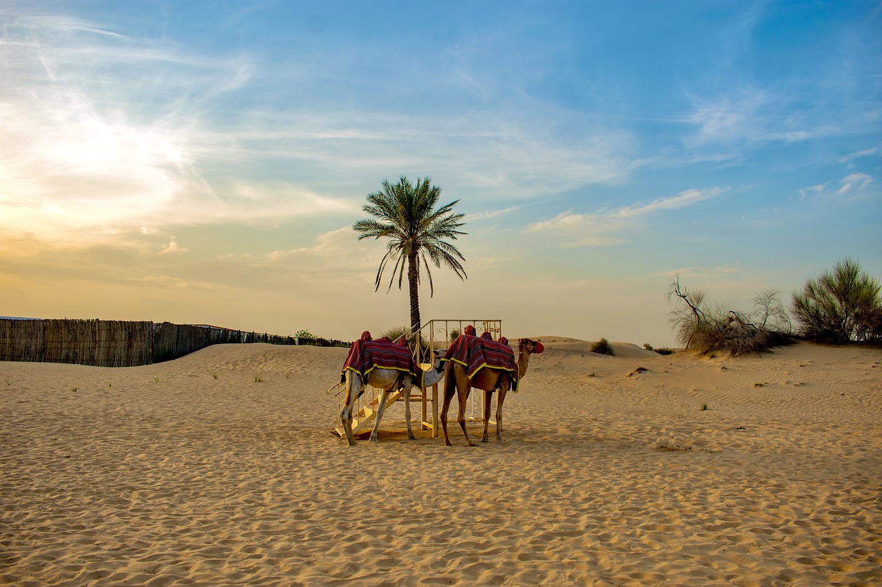 A camel in the desert, the animal that made trade and survival possible across the vast Arabian sands for millennia.