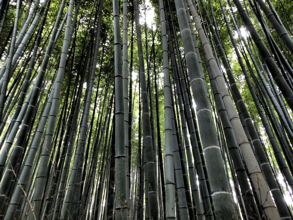 Arashiyama Bamboo Grove, Kyoto: a Walk Through Towering Green