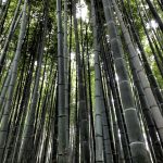 Arashiyama Bamboo Grove, Kyoto
