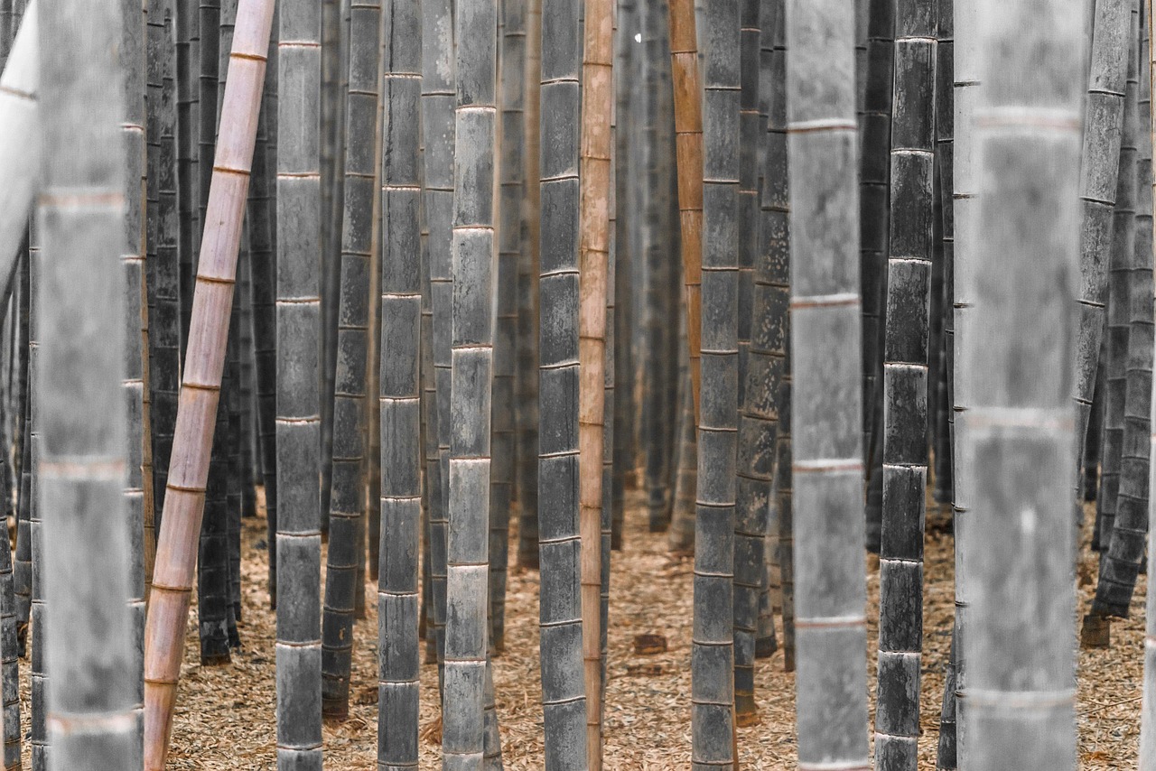 Arashiyama Bamboo Grove, Kyoto
