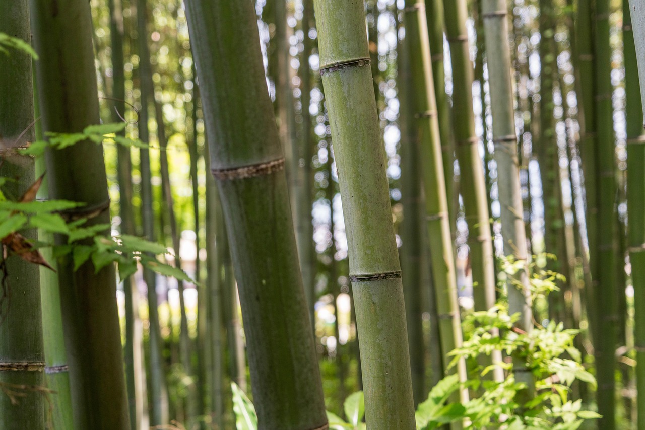 Arashiyama Bamboo Grove, Kyoto
