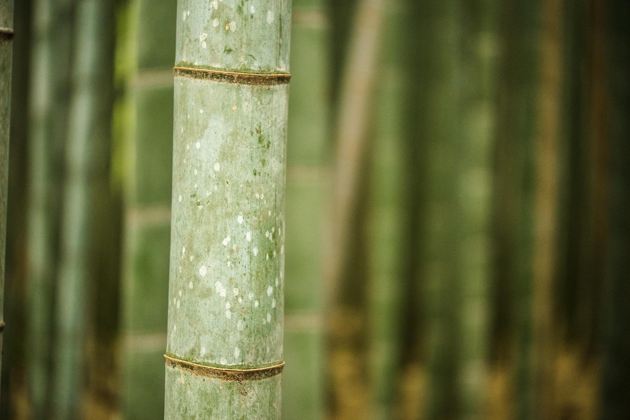 Arashiyama Bamboo Grove, Kyoto