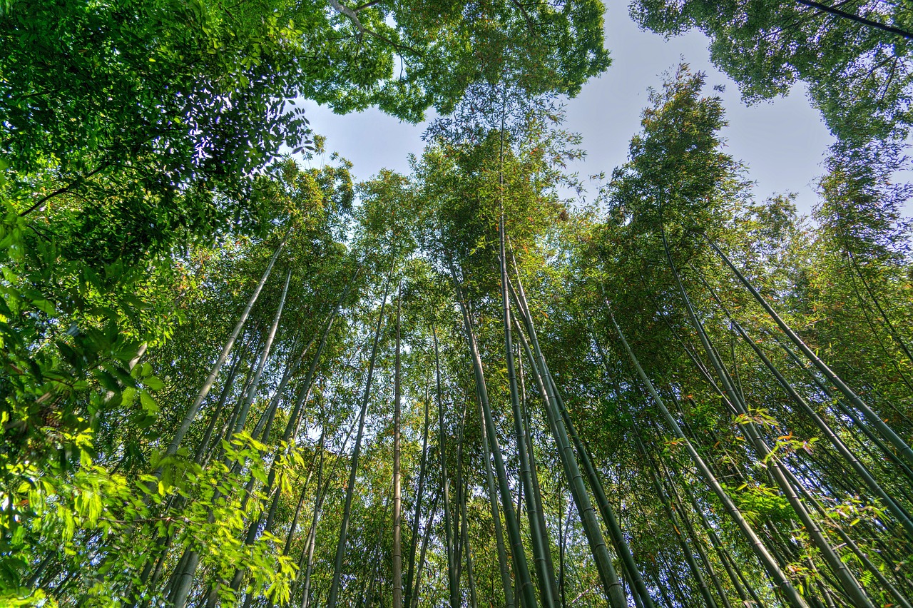 Arashiyama Bamboo Grove, Kyoto