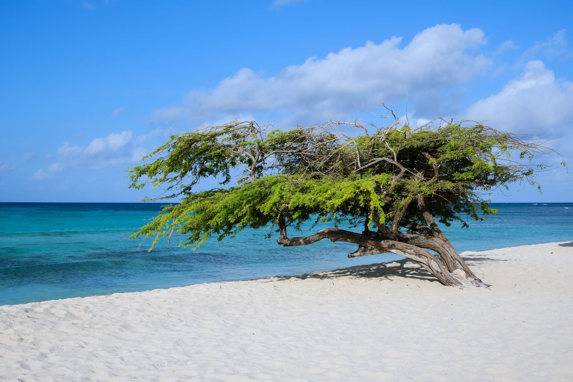 Aruba Travel Guide