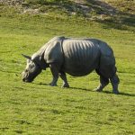 A one-horned rhinoceros in Kaziranga, the famous wildlife park of Assam