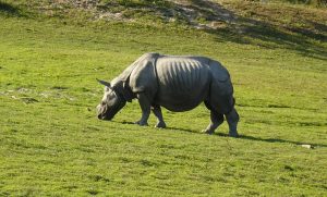 A one-horned rhinoceros in Kaziranga, the famous wildlife park of Assam