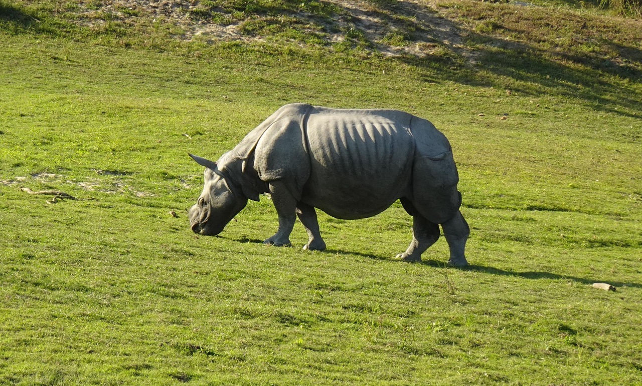 A one-horned rhinoceros in Kaziranga, the famous wildlife park of Assam