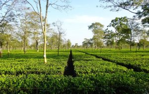 Rows of tea bushes in an Assam tea garden