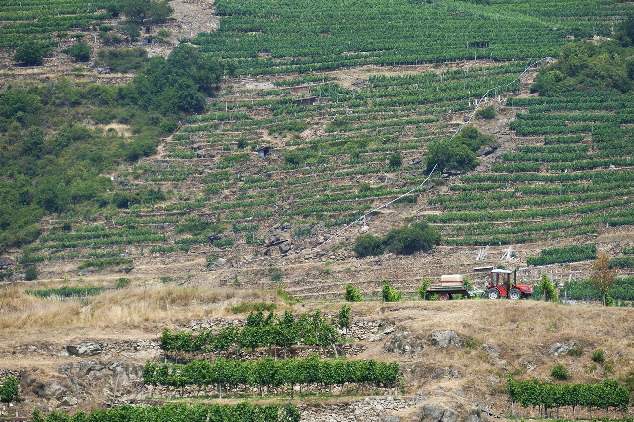 The terraced vineyards of the Wachau valley along the Danube