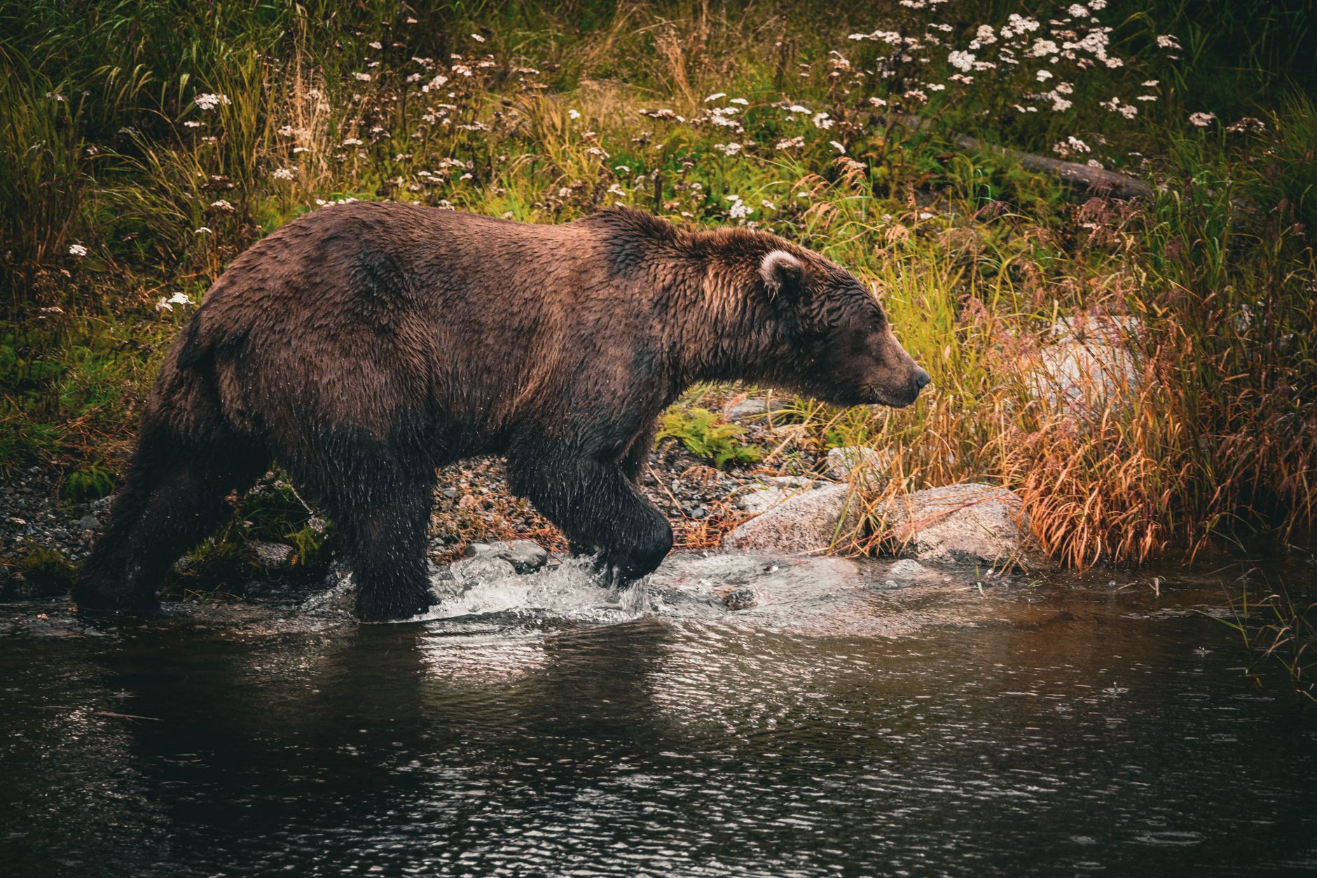 Bear Creek Pictures