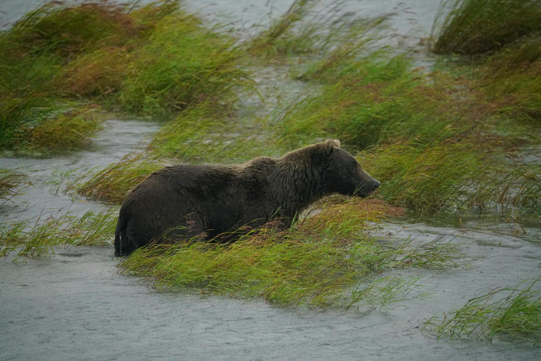 Bear Creek Pictures