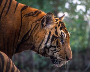 A Bengal tiger, the great predator of the Sundarbans mangrove forests