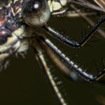 Close-up of a mosquito, the target of gene-drive research