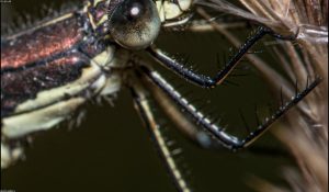 Close-up of a mosquito, the target of gene-drive research