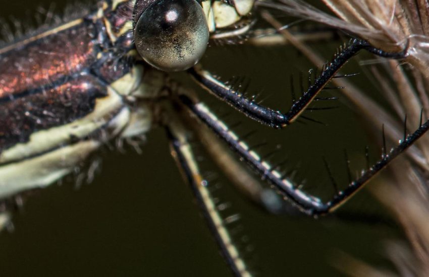 Close-up of a mosquito, the target of gene-drive research