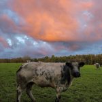 Cattle on a farm