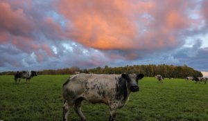 Cattle on a farm