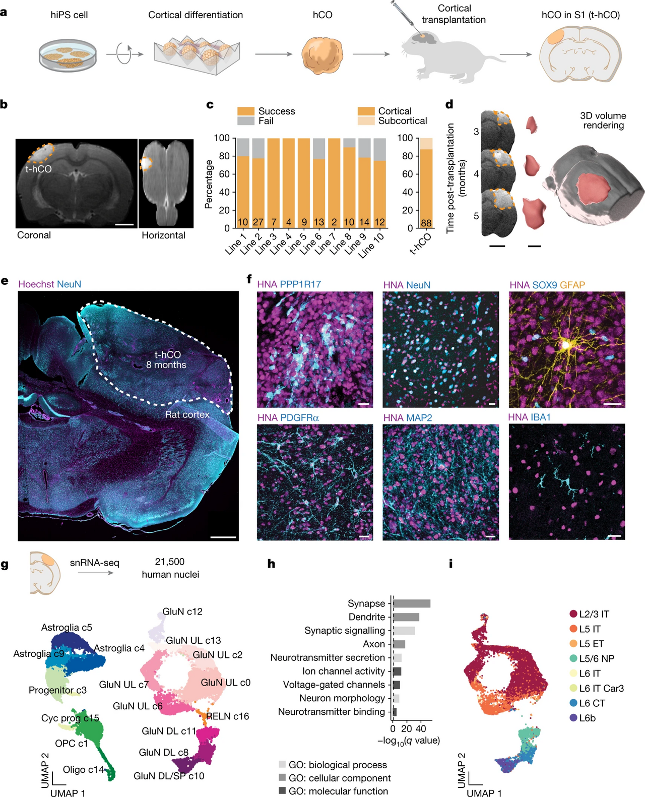 Human cortical organoids transplanted into rat cortex