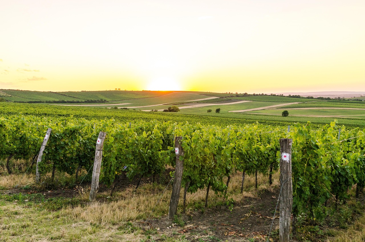 The rolling vineyards and fields of Moravia in the east