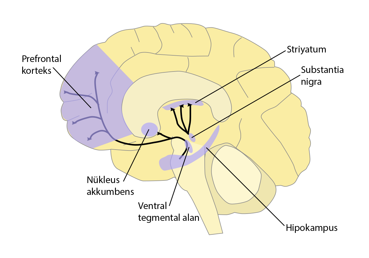 Dopamine pathways in the brain