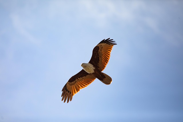 A bird flying freely across an open sky