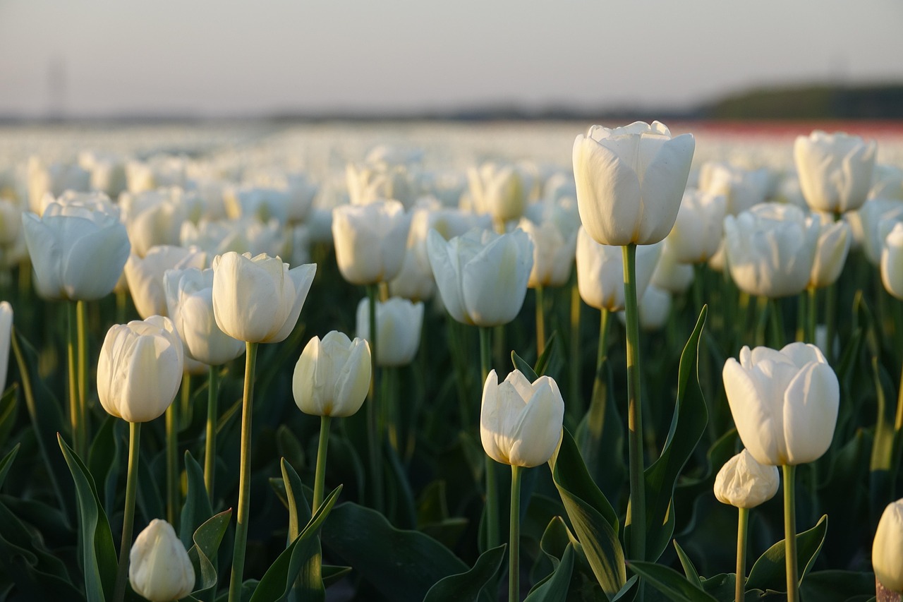 Tulip fields in the Netherlands, a symbol of the country famous flower trade