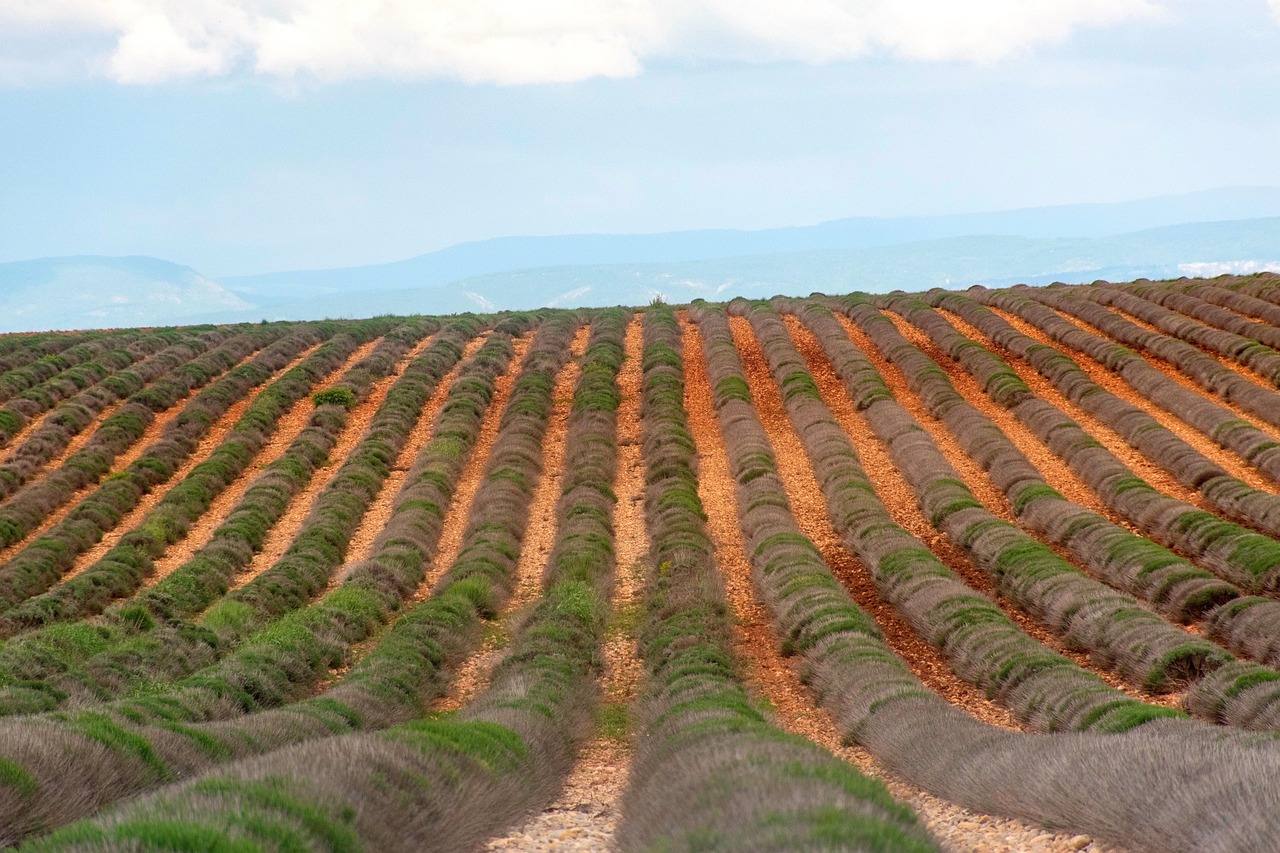 Lavender fields in Provence, an enduring image of the French countryside