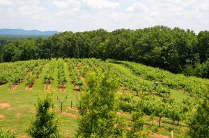 A vineyard of the kind found across Georgia, considered by many to be the birthplace of wine, with a winemaking tradition reaching back eight thousand years.