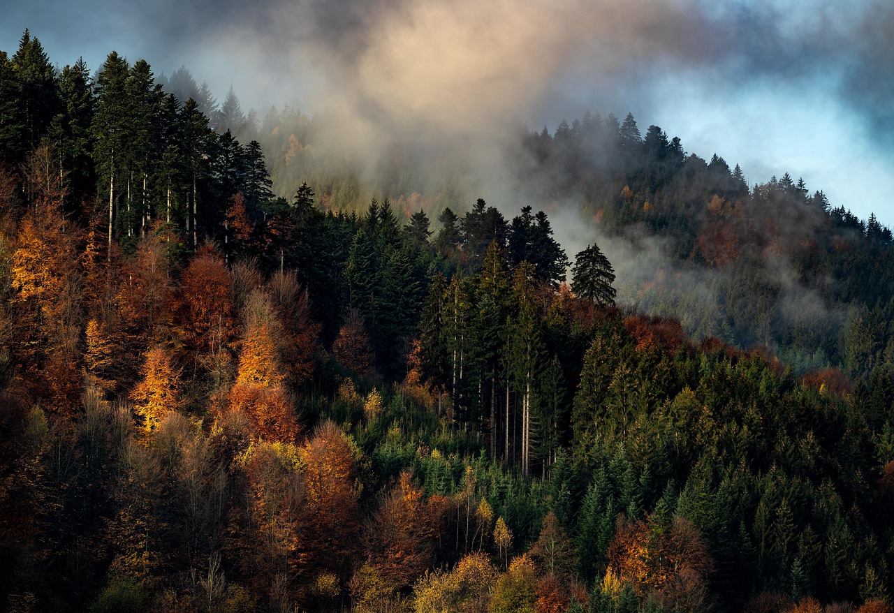 A dense German forest, of the kind that shaped German folklore and Romantic imagination