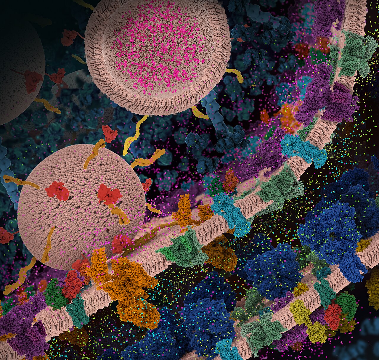 Molecular view of a glutamatergic synapse