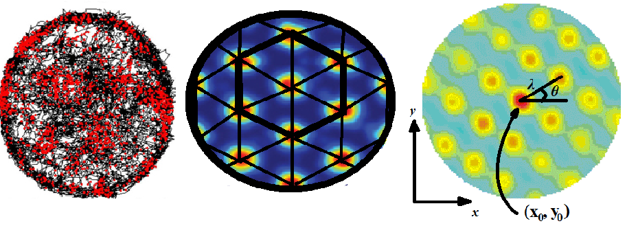 Firing properties of grid cells