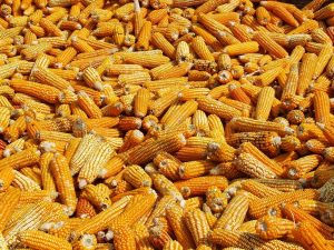 Maize drying in a hill village