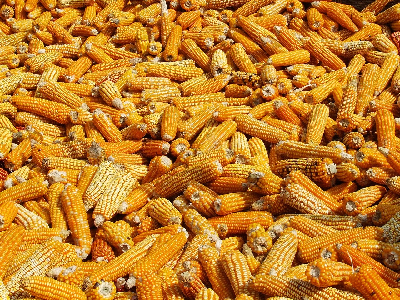 Maize drying in a hill village