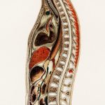 Human gut anatomy