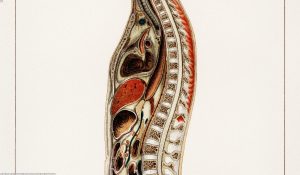 Human gut anatomy