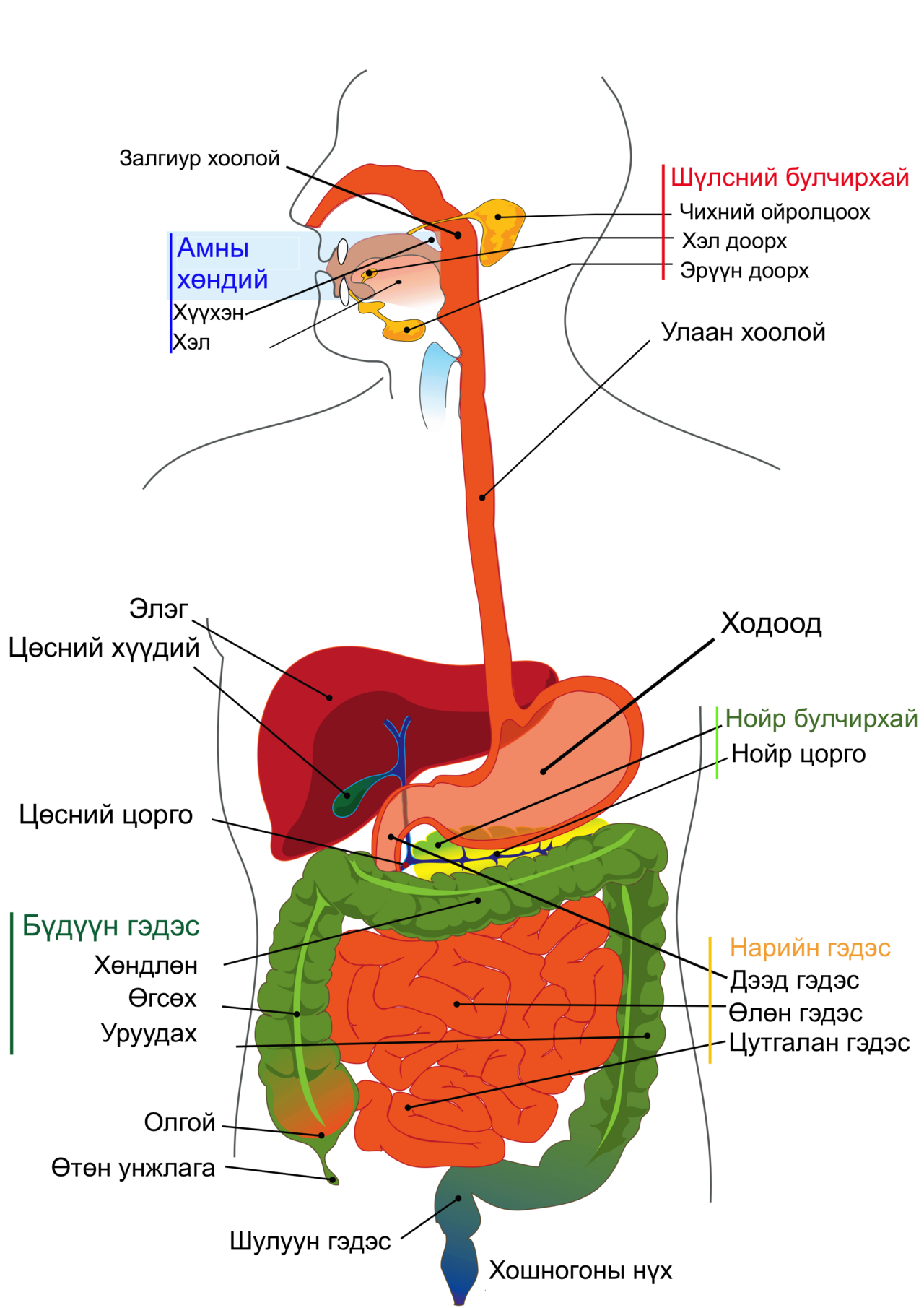 Diagram of the human digestive system