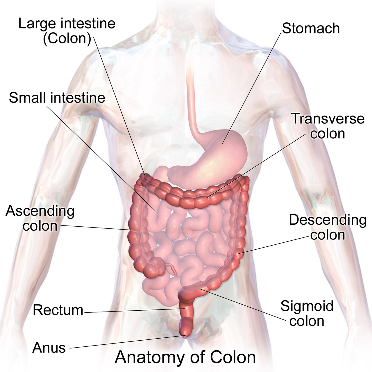 Anatomy of the large intestine